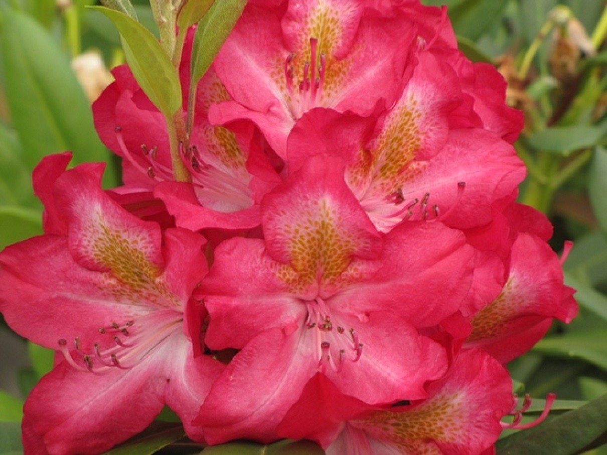 Rhododendron Junifeuer