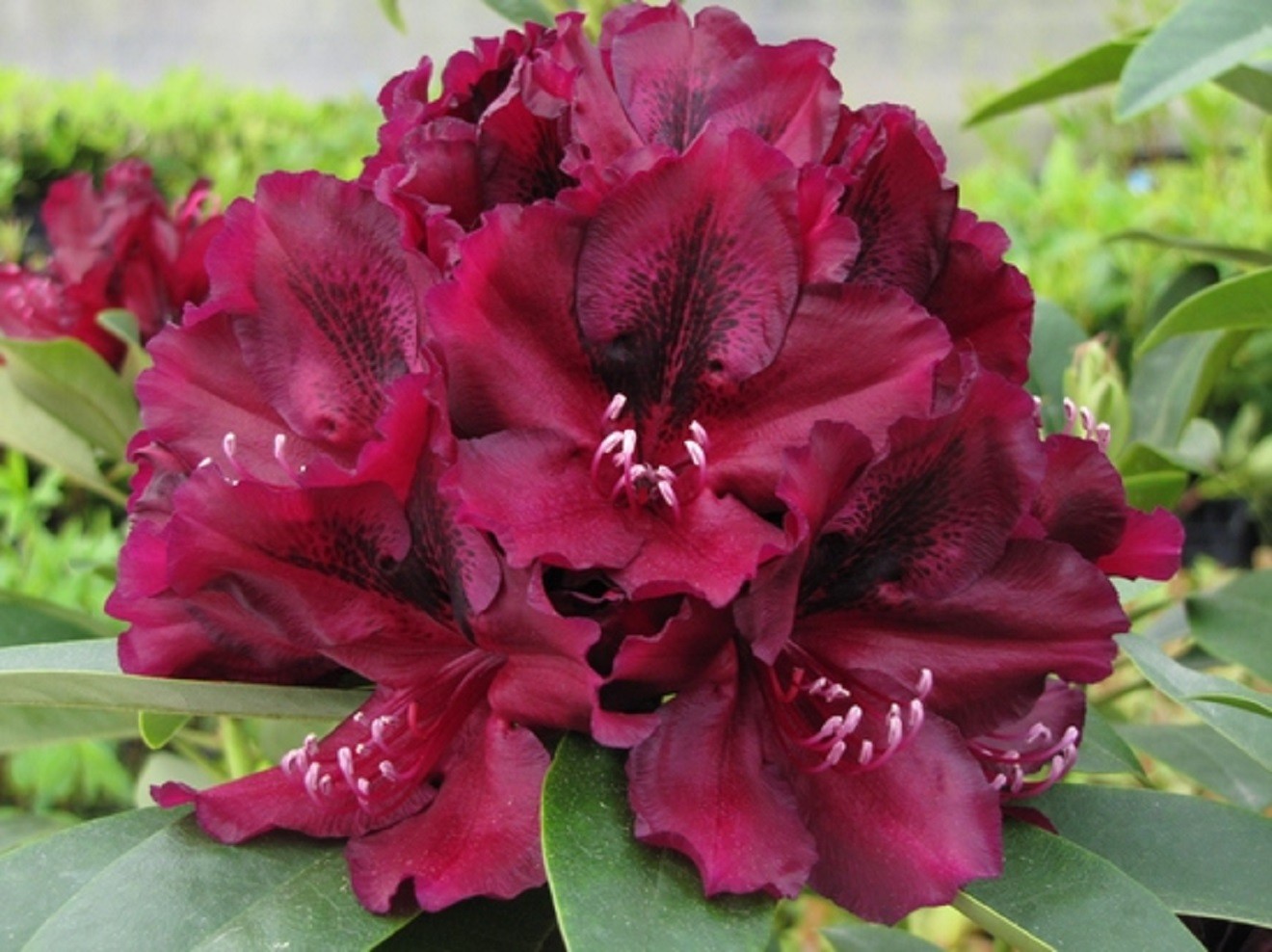 Rhododendron Midnight Beauty