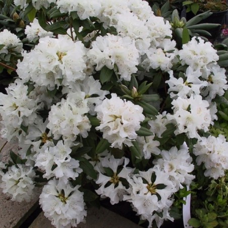 Rhododendron hybride Dora Amateis