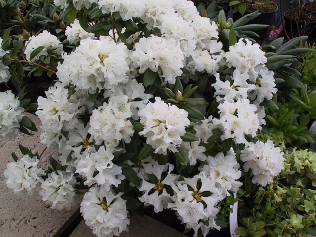 Rhododendron Dora Amateis