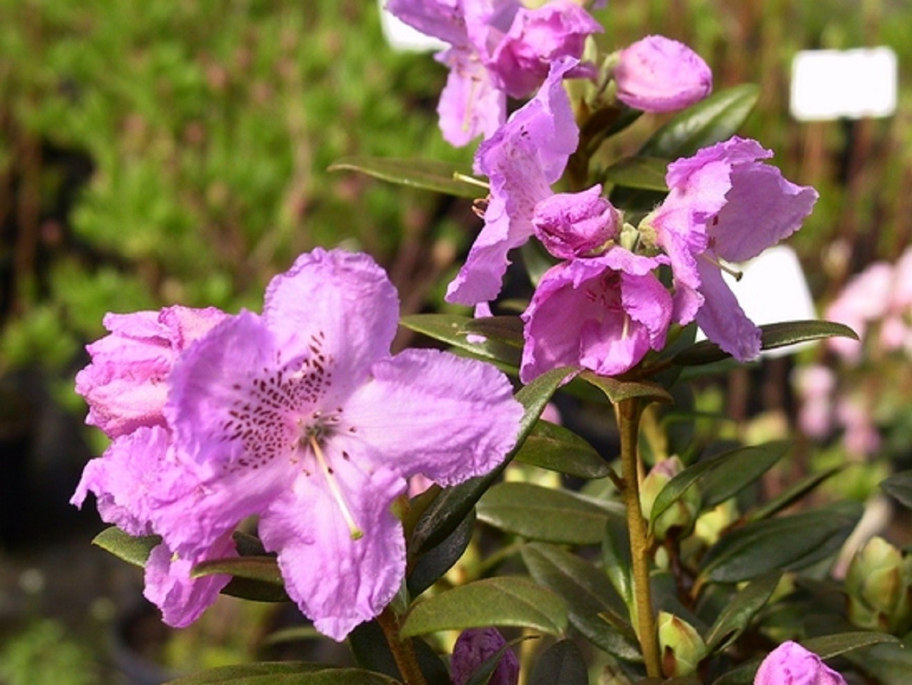 Rhododendron Lavendula