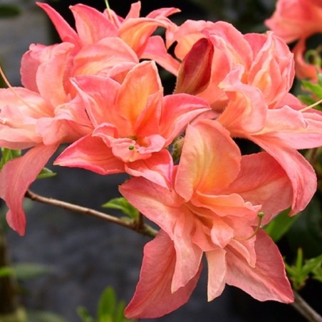 Chinese Azalea Sonenson - Azalea Mollis Sonenson