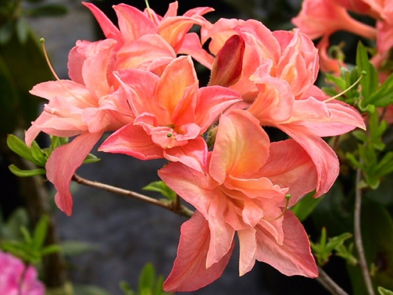 Chinese Azalea Sonenson