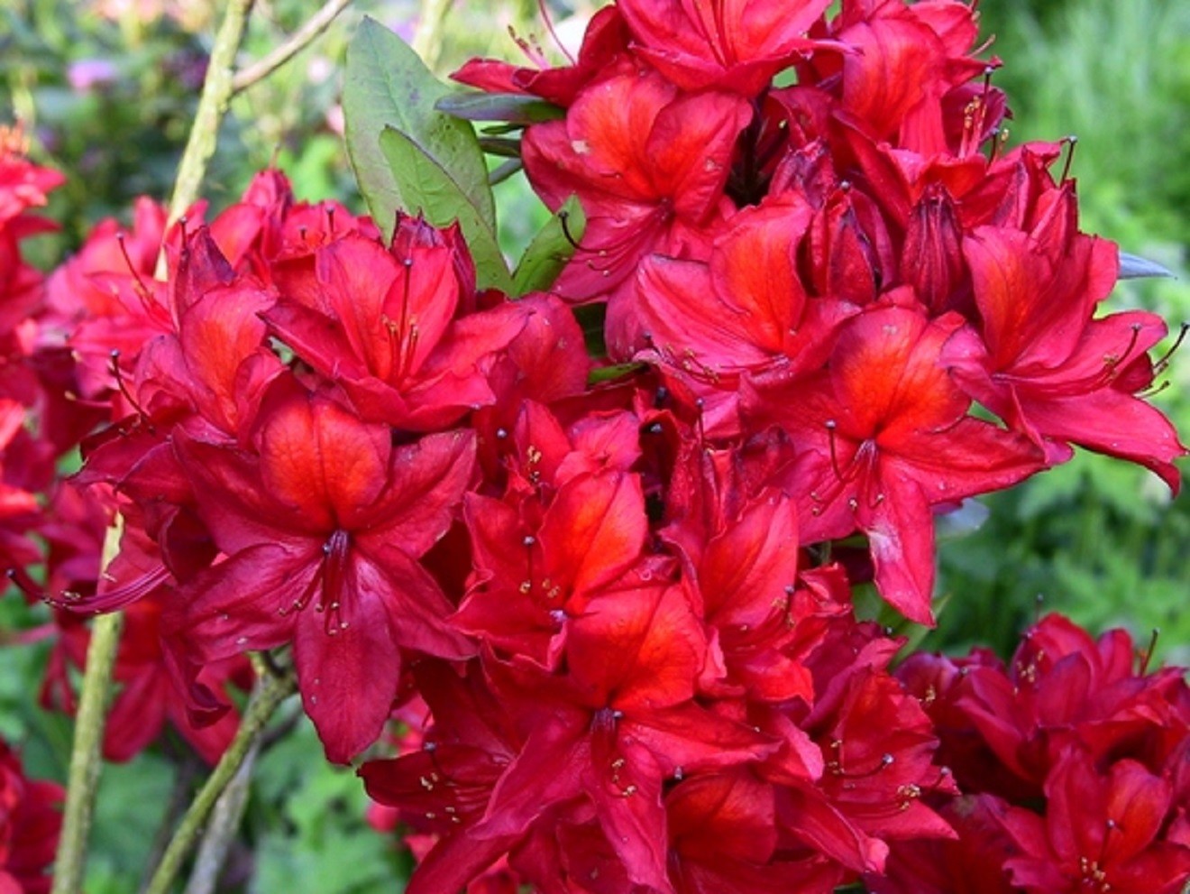 Chinese Azalea Nabucco