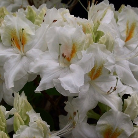 Azalée de Chine Schneegold - Azalea Knap-Hill Schneegold