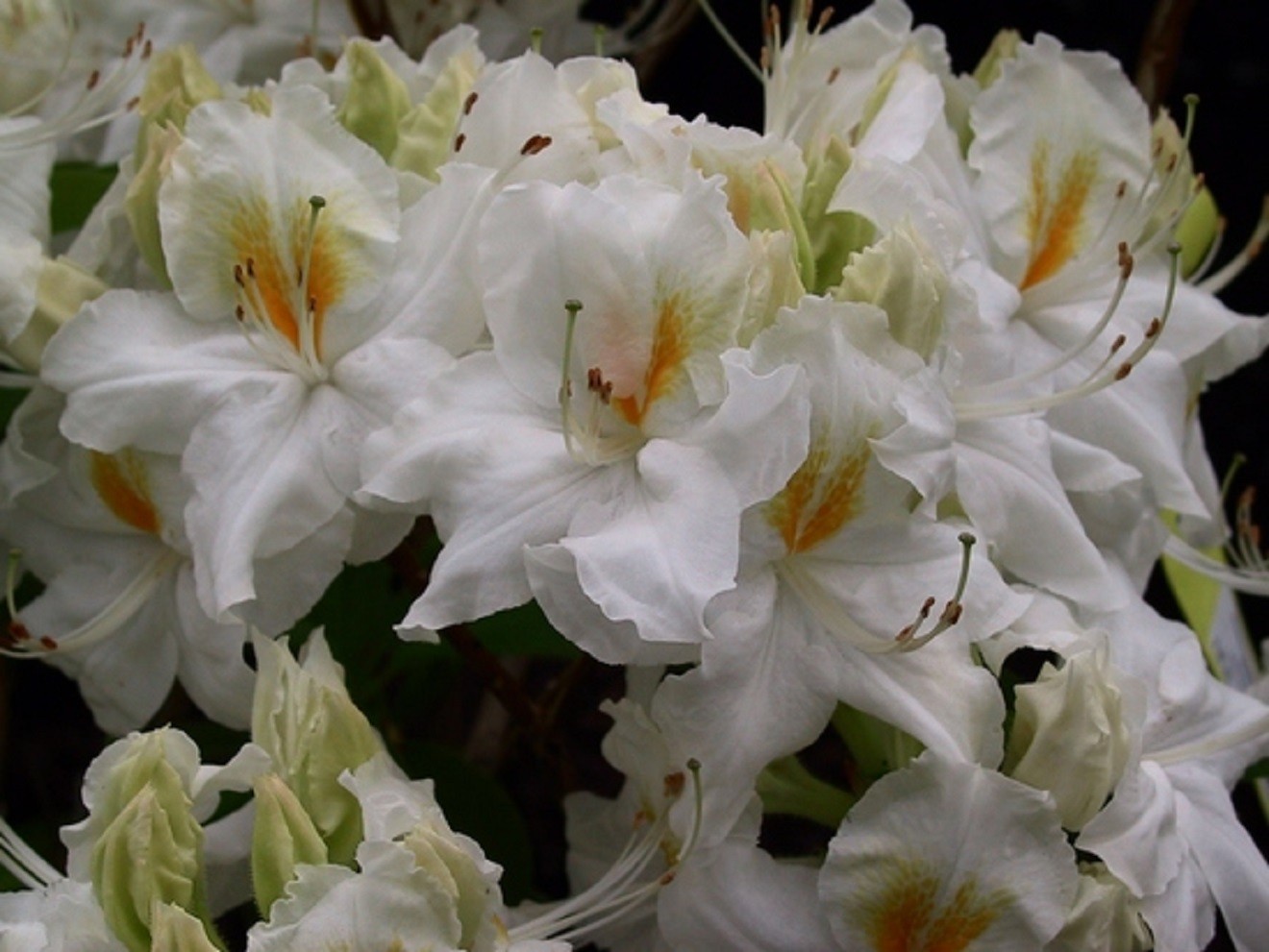 Chinese Azalea Schneegold