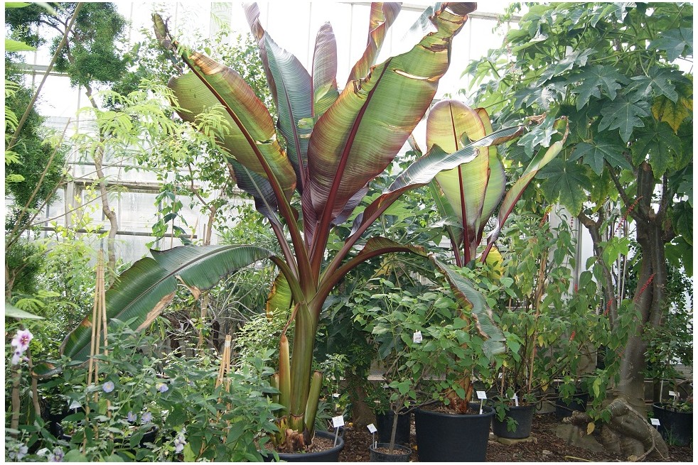 Musa Ventricosum Maurelii. Jardins du Monde.be Musa Ventricosum Maurelii. Jardins du Monde.be
