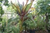 Musa Ventricosum Maurelii. Jardins du Monde.be Musa Ventricosum Maurelii. Jardins du Monde.be