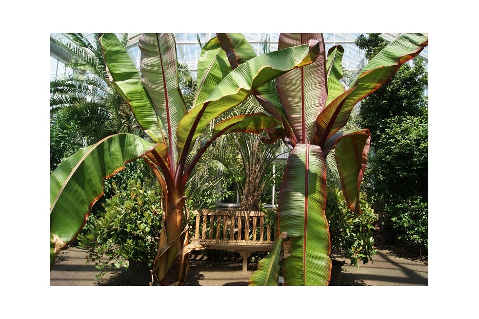 Musa Ventricosum Maurelii. Jardins du Monde.be Musa Ventricosum Maurelii. Jardins du Monde.be