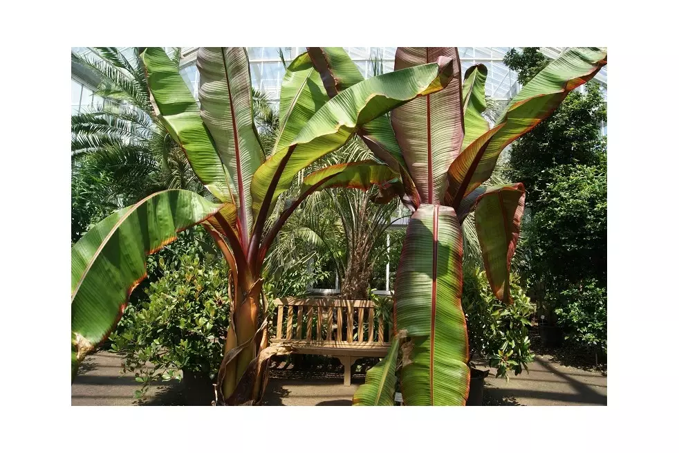 Musa Ventricosum Maurelii. Jardins du Monde.be