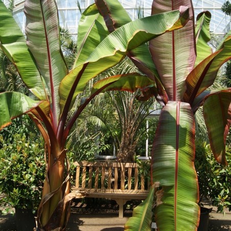 Musa Ventricosum Maurelii. Jardins du Monde.be