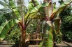 Musa Ventricosum Maurelii. Jardins du Monde.be Musa Ventricosum Maurelii. Jardins du Monde.be