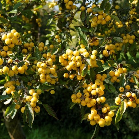 Malus_golden_hornet-Acabashi, CC BY-SA 4.0, via Wikimedia Commons