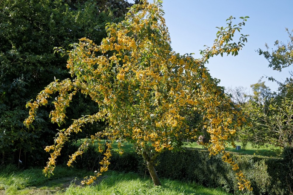 Malus_golden_hornet_Acabashi, CC BY-SA 4.0, via Wikimedia Commons