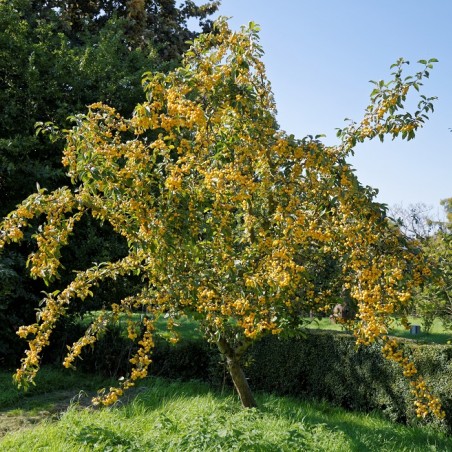 Malus_golden_hornet_Acabashi, CC BY-SA 4.0, via Wikimedia Commons