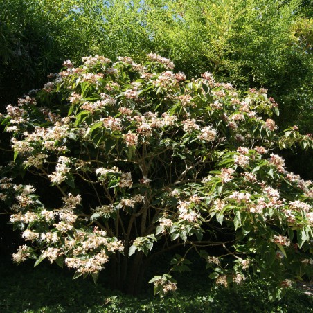Arbre du clergé - Clérodendron Trichotomum