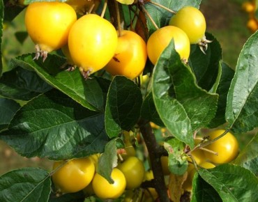 Malus_Golden_Hornet _Kenneth Allen-CC BY-SA 2.0