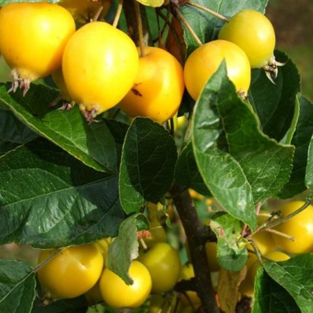 Malus_Golden_Hornet _Kenneth Allen-CC BY-SA 2.0