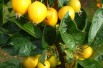 Malus_Golden_Hornet _Kenneth Allen-CC BY-SA 2.0 Malus_Golden_Hornet _Kenneth Allen-CC BY-SA 2.0