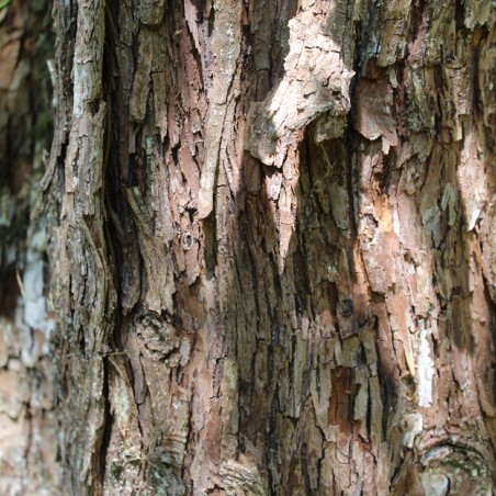 Malus zumi Golden Hornet - Jardins du Monde.be