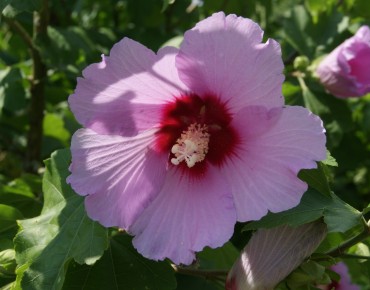 Hibiscus Syriacus - Jardins du Monde.be