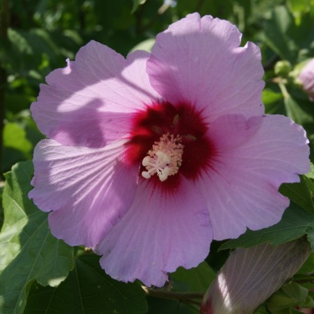 Hibiscus Syriacus - Jardins du Monde.be
