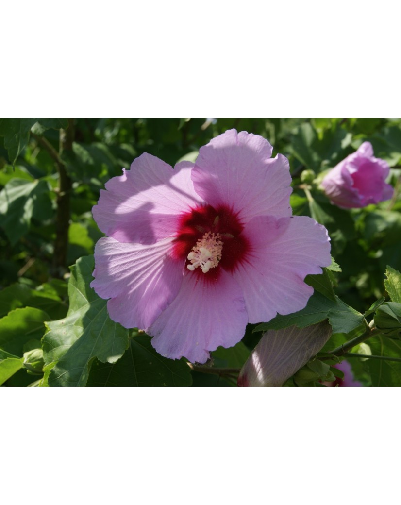 Garteneibisch - Hibiscus Syriacus