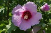 Hibiscus Syriacus - Jardins du Monde.be Hibiscus Syriacus - Jardins du Monde.be