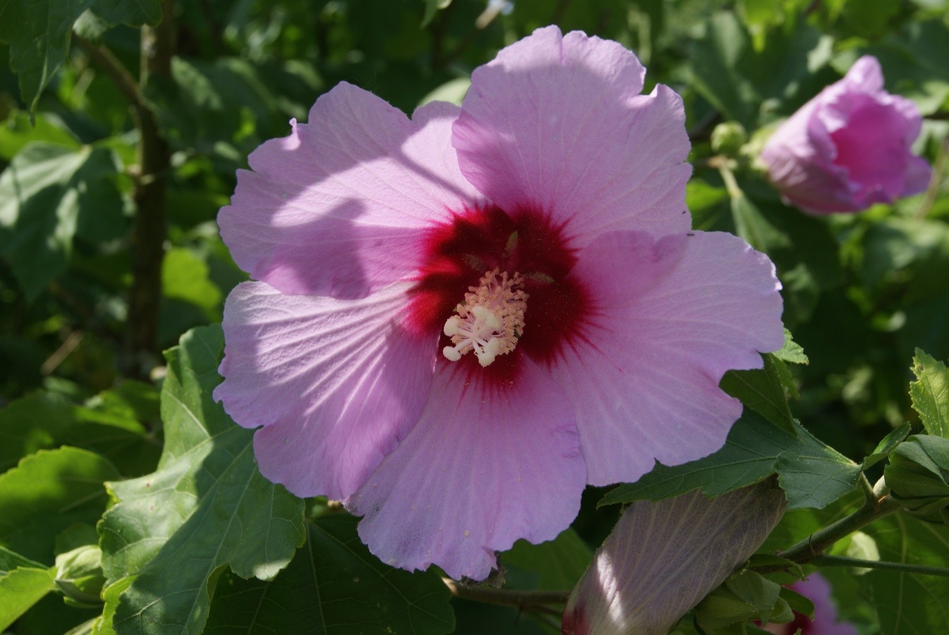 Rose mallow hibiscus