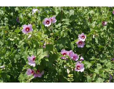 Hibiscus Syriacus - Jardins du Monde.be