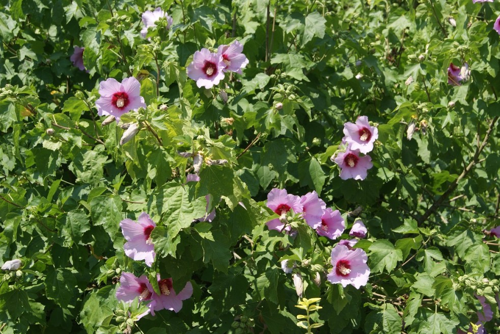 Hibiscus Syriacus - Jardins du Monde.be Hibiscus Syriacus - Jardins du Monde.be