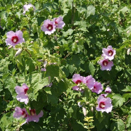 Hibiscus Syriacus - Jardins du Monde.be