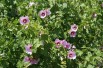 Hibiscus Syriacus - Jardins du Monde.be Hibiscus Syriacus - Jardins du Monde.be