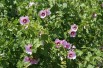 Hibiscus Syriacus - Jardins du Monde.be