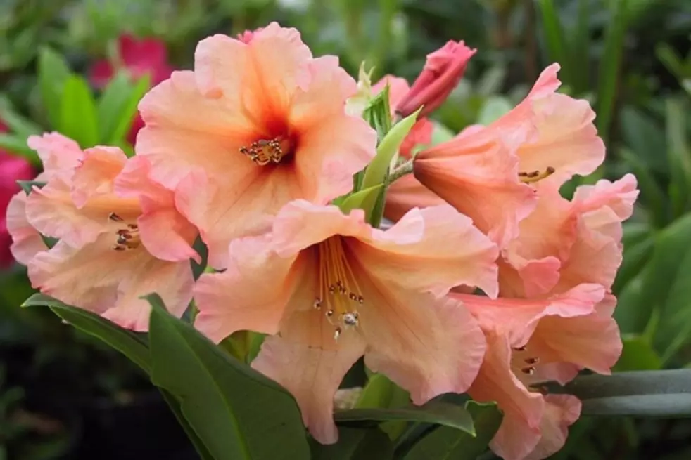 Rhododendron Apricot Nectar