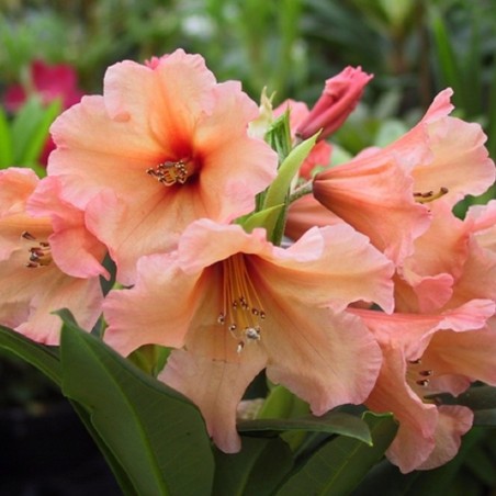 Rhododendron Apricot Nectar - Rhododendron with orange-pink flowers