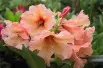 Rhododendron Apricot Nectar