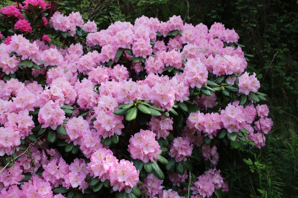 Rhododendron Catawbiense Grandiflorum Rhododendron Catawbiense Grandiflorum