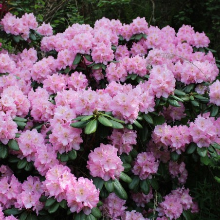Rhododendron Catawbiense Grandiflorum