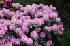 Rhododendron Catawbiense Grandiflorum Rhododendron Catawbiense Grandiflorum