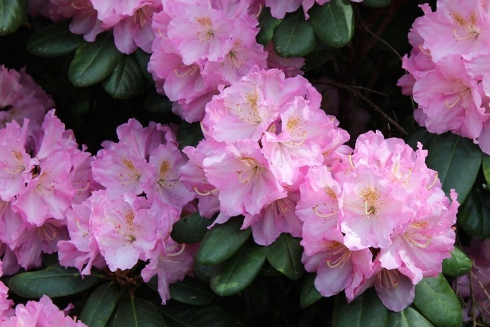 Rhododendron Catawbiense Grandiflorum Rhododendron Catawbiense Grandiflorum