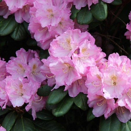 Rhododendron Catawbiense Grandiflorum