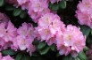 Rhododendron Catawbiense Grandiflorum Rhododendron Catawbiense Grandiflorum