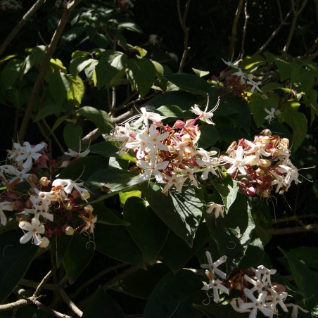 Arbre du clergé - Clérodendron Trichotomum