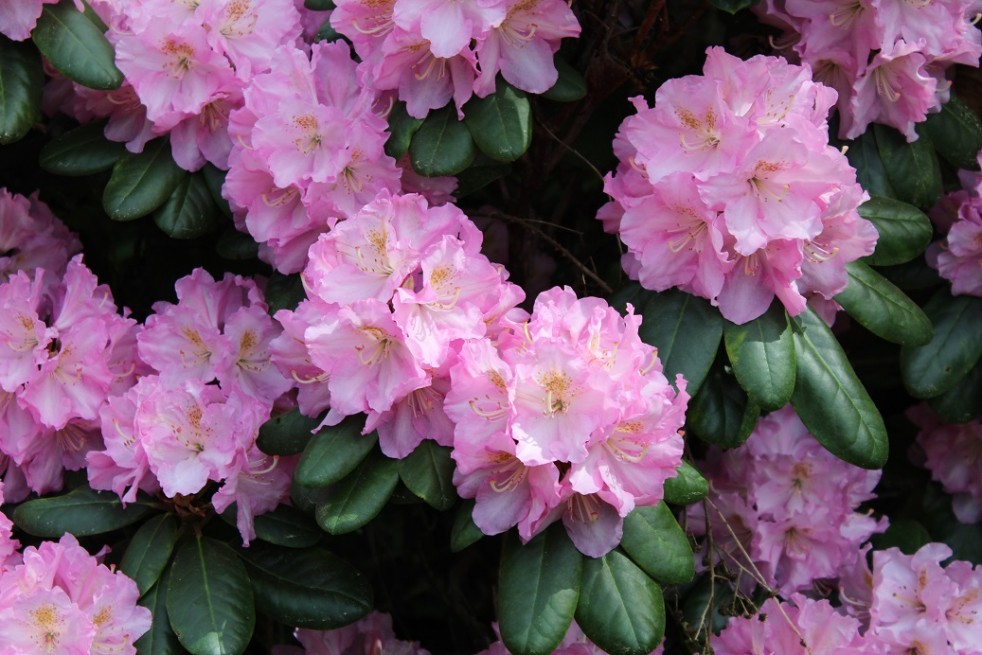 Rhododendron Catawbiense Grandiflorum Rhododendron Catawbiense Grandiflorum