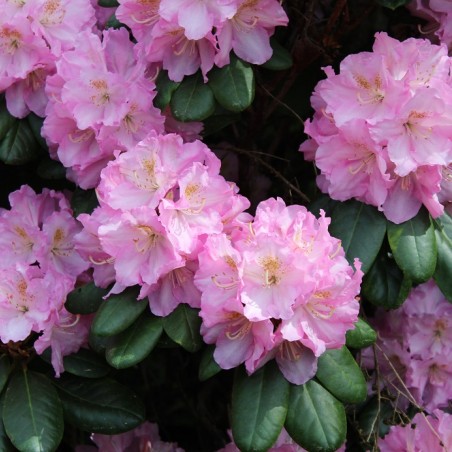Rhododendron Catawbiense Grandiflorum