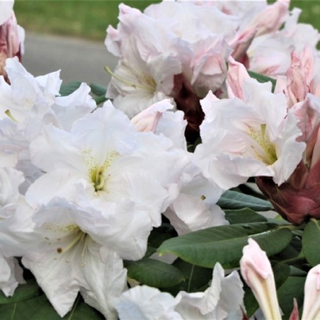 Rhododendron Wonderland