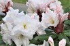 Rhododendron Wonderland