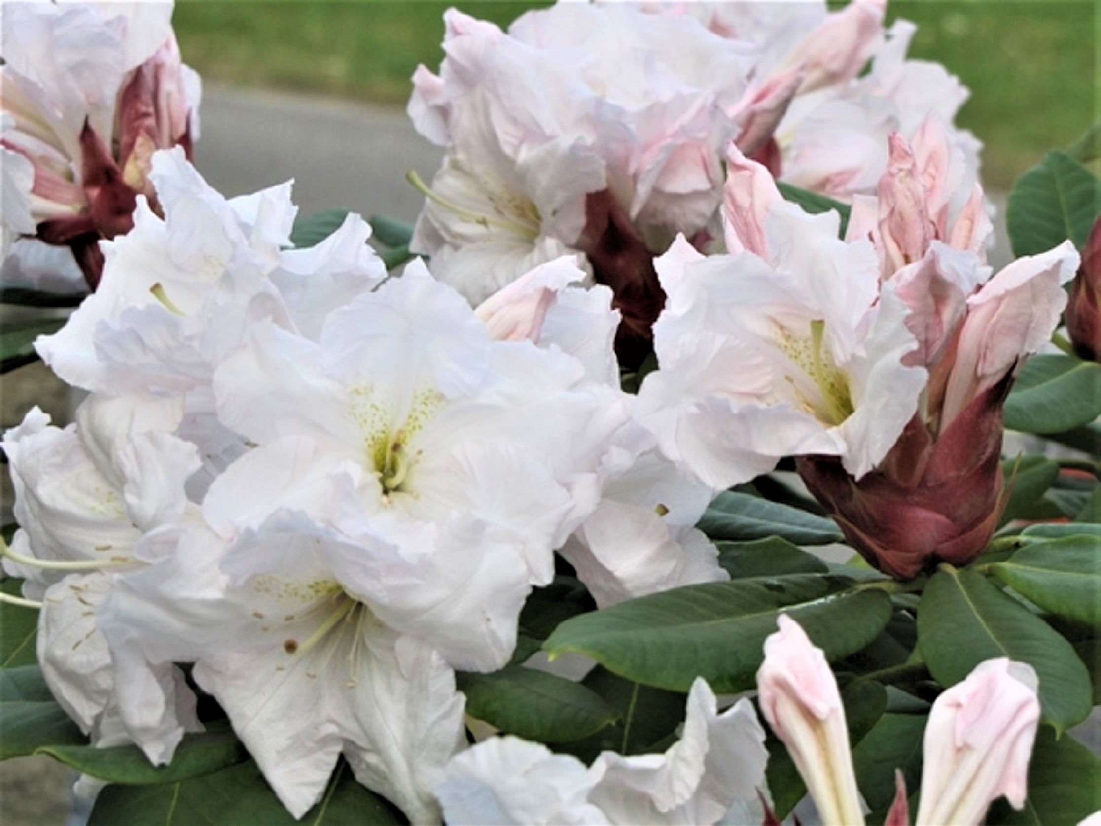 Rhododendron Wonderland