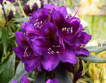 Rhododendron Marcel Menard